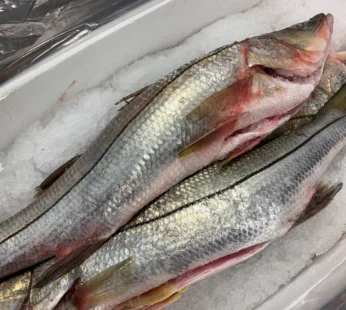 Pez Robalo 1lb