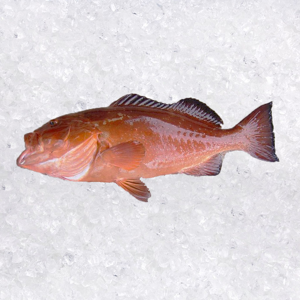filete de cherna 3