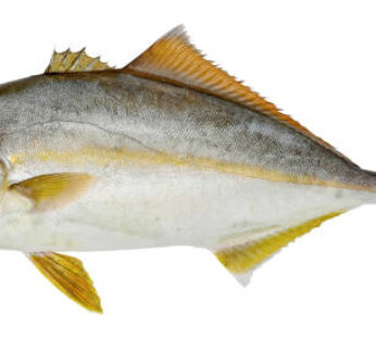 Amberjack 1lb