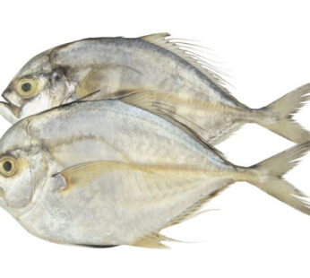 Palometa 1lb